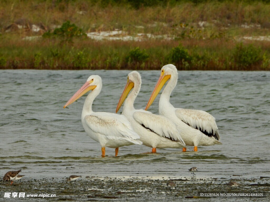 水边三只鹈鹕