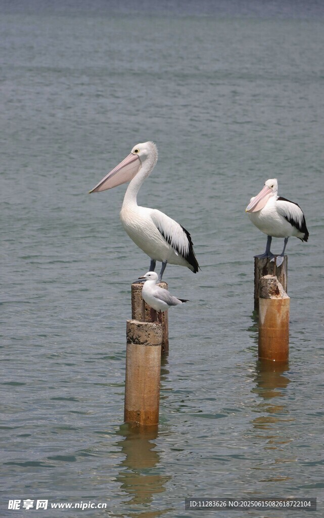 水边鹈鹕立于木桩