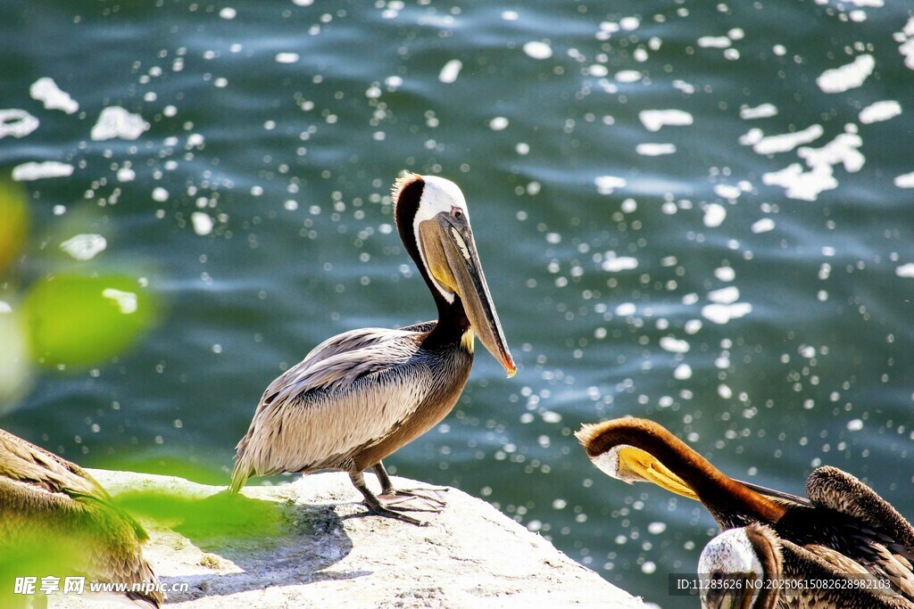 岸边鹈鹕与同伴休憩场景