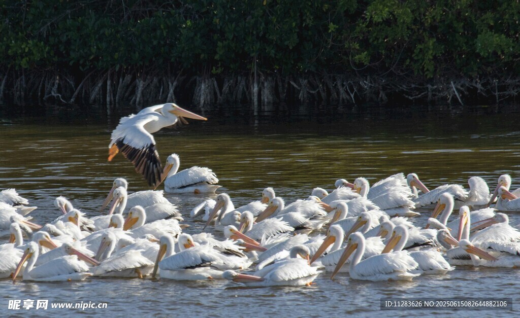 群鹈鹕聚集水面景象