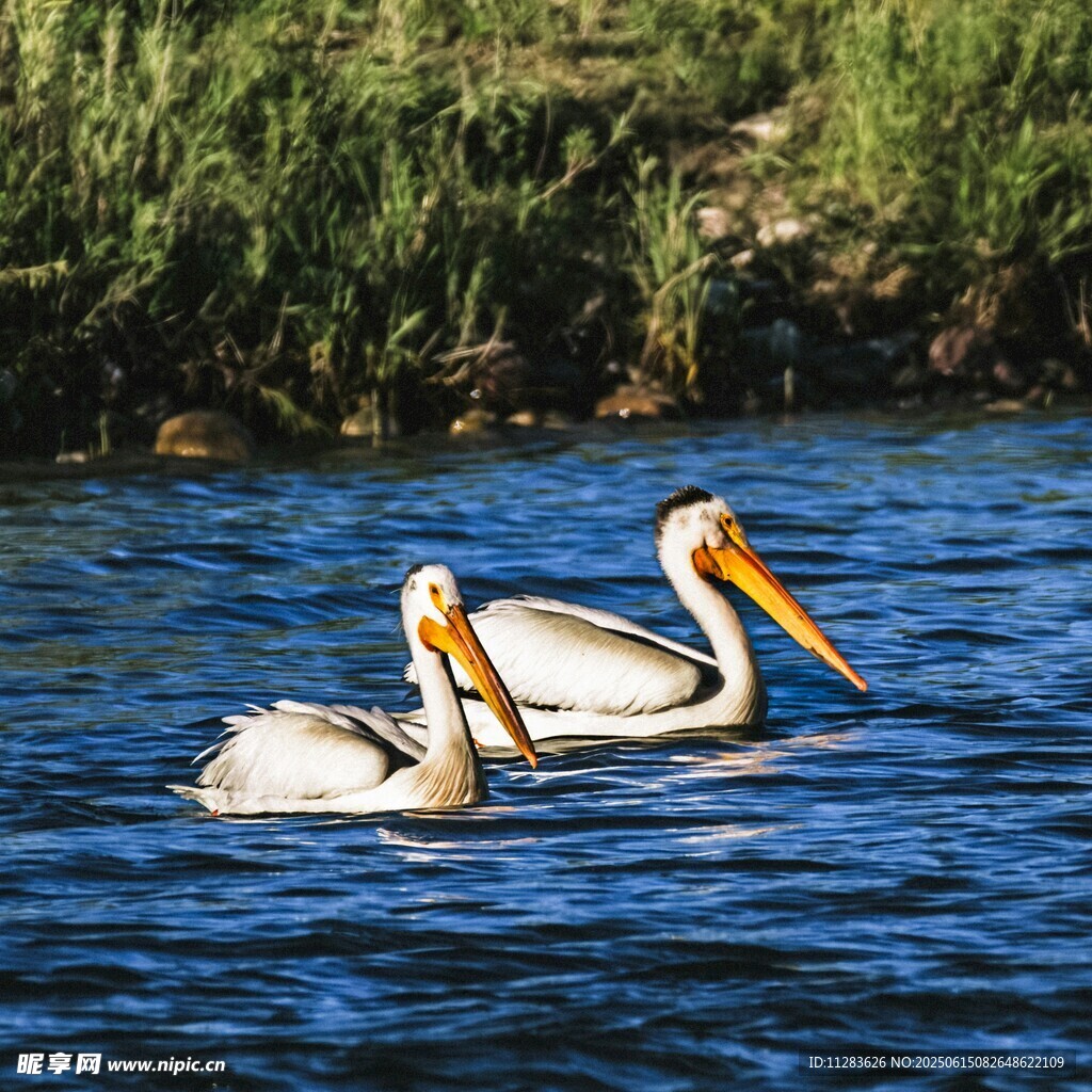 水中双鹈鹕悠游