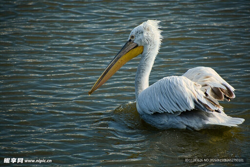 水中休憩的鹈鹕