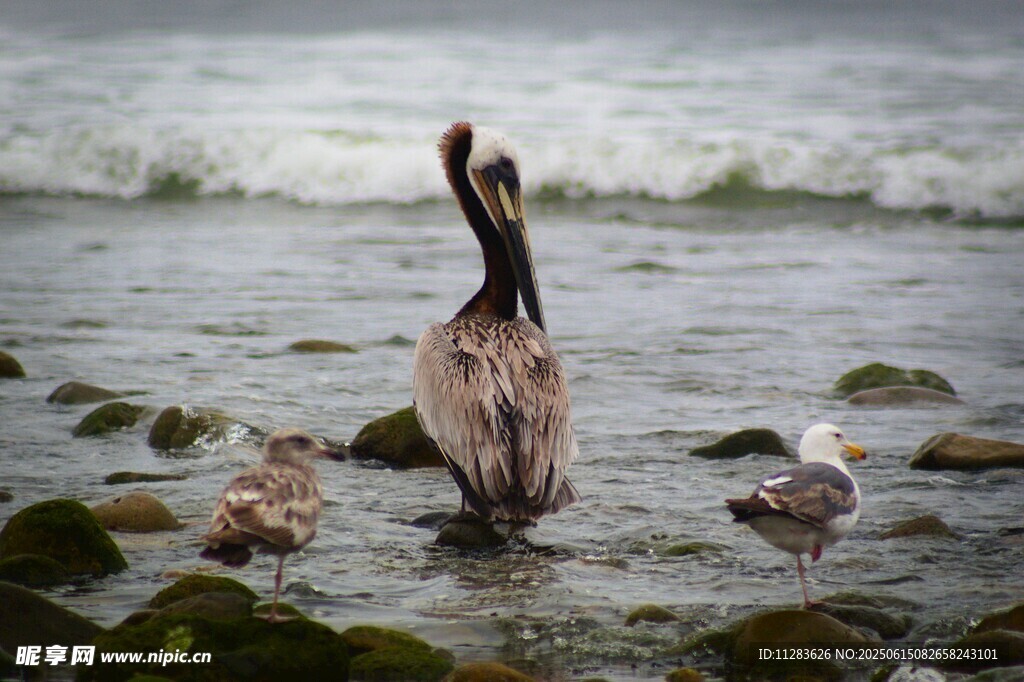 海边鹈鹕与小鸟的和谐画面