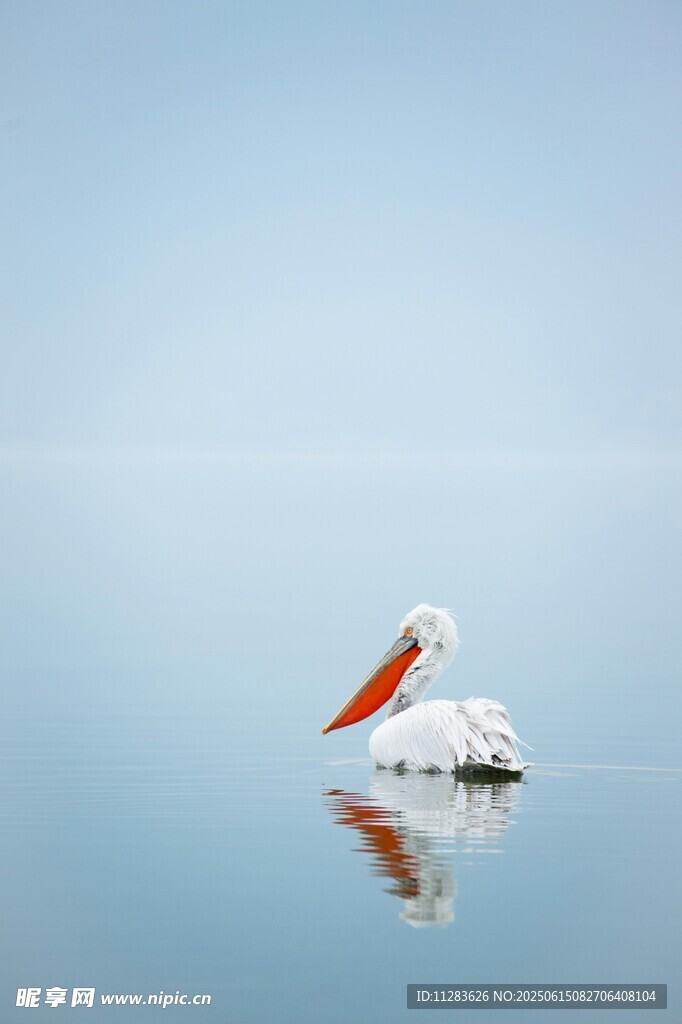 水面上的白鸟与倒影