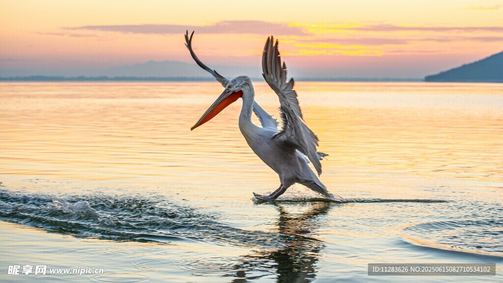 夕阳下鹈鹕踏浪起舞