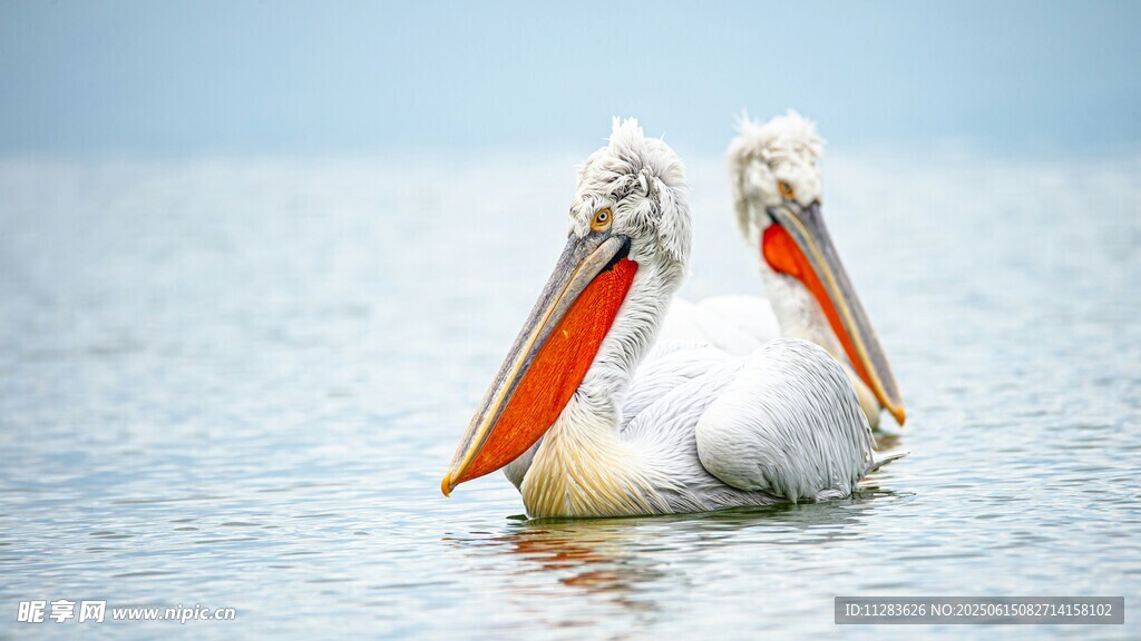 水面上亲昵的两只鹈鹕