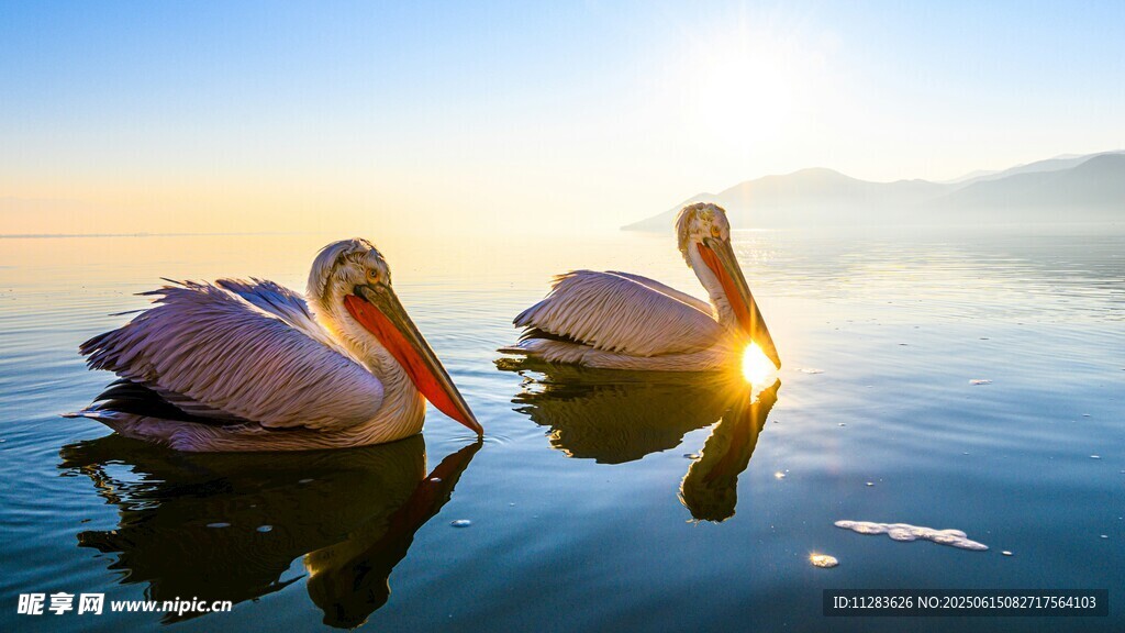 夕阳下双鹈鹕悠游湖面