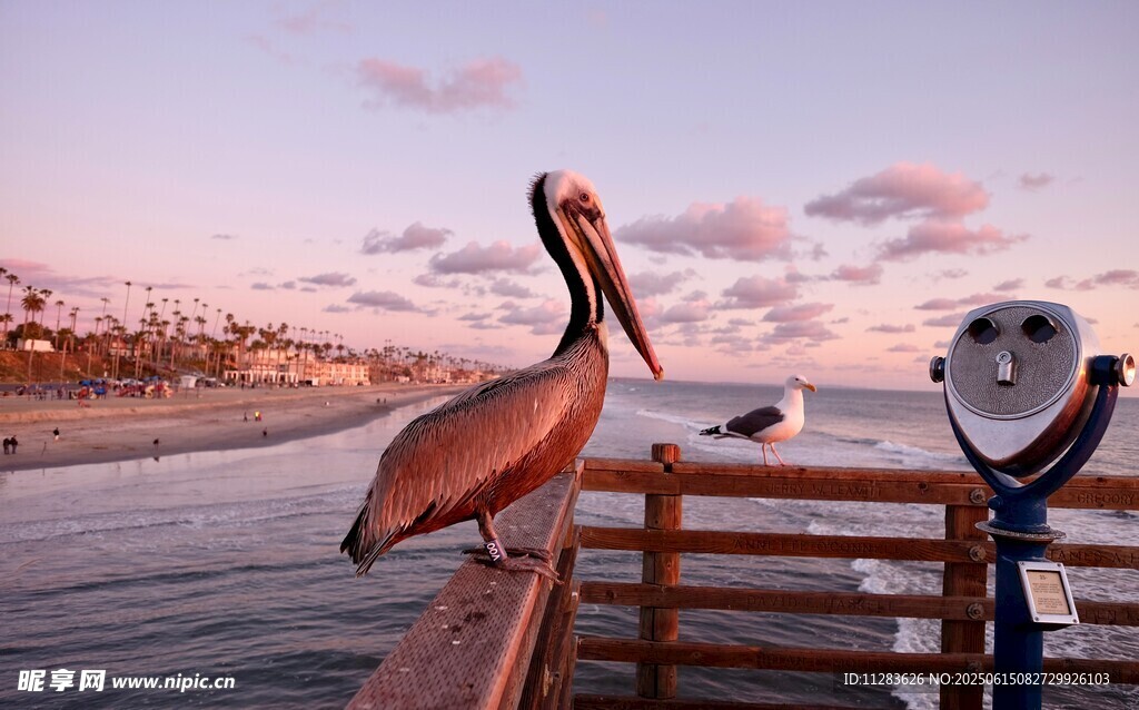 鹈鹕立于船边的美丽景致