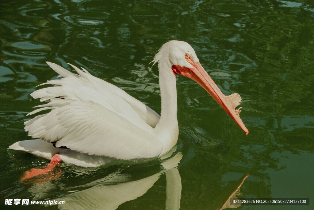 水中白鹈鹕优雅游弋