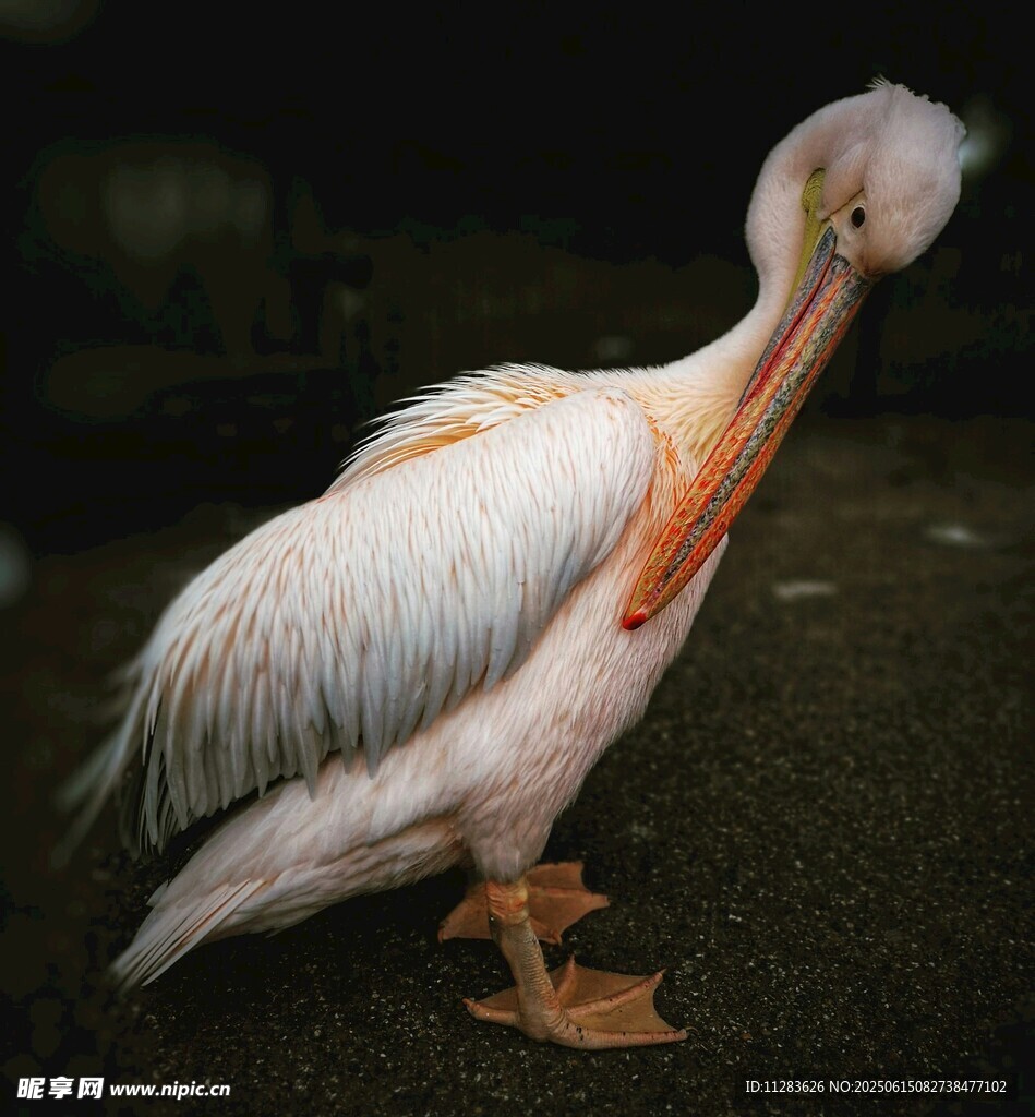 白鹈鹕低头整理羽毛