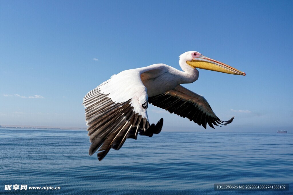 白鹈鹕海上展翅飞翔