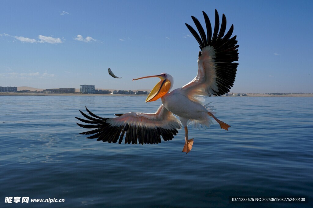 鹈鹕海上展翅飞翔