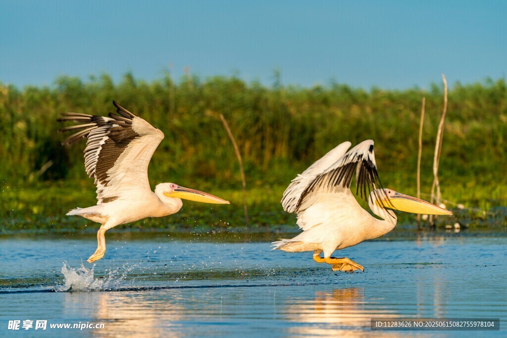 双鹈鹕水面展翅瞬间