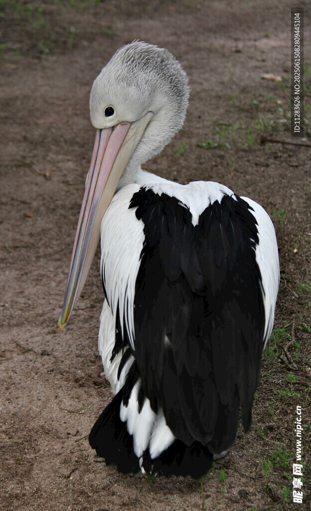 黑白鹈鹕站立于地面