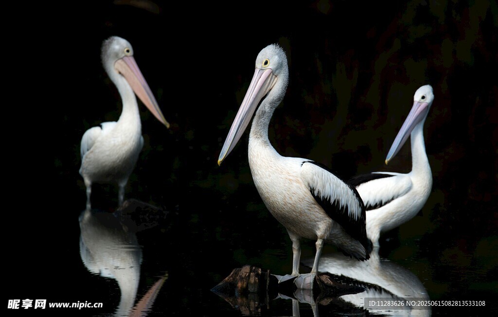 三只鹈鹕的优雅姿态