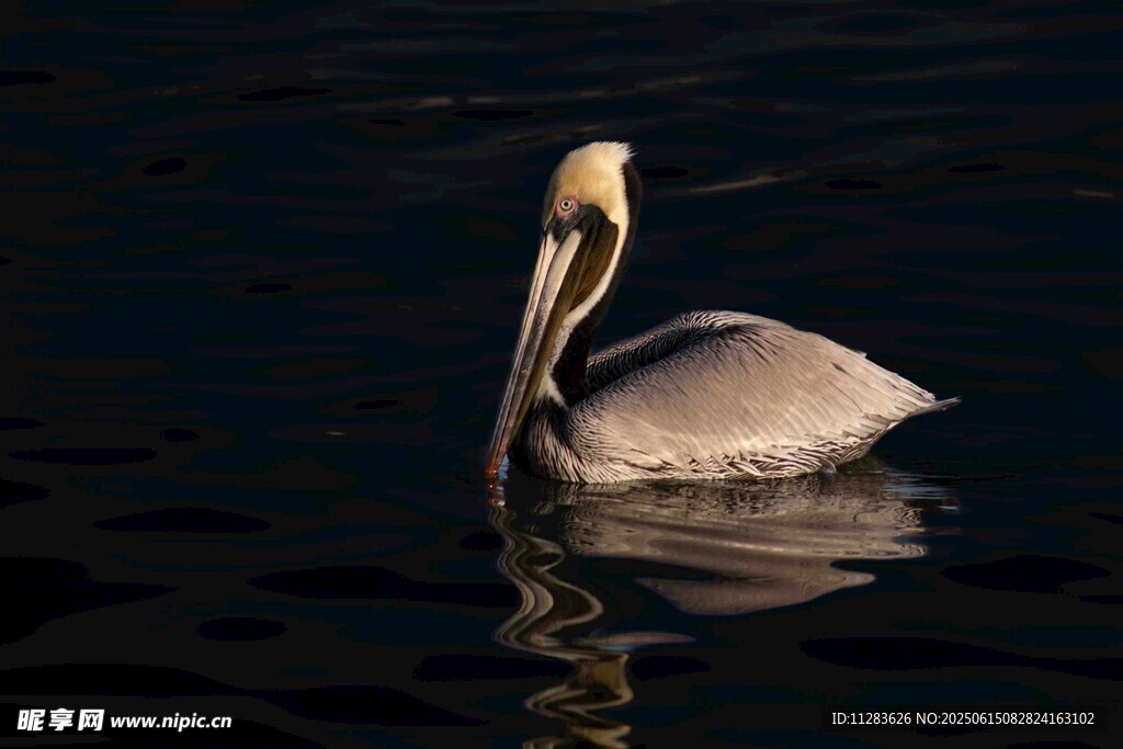 水中鹈鹕优雅身姿