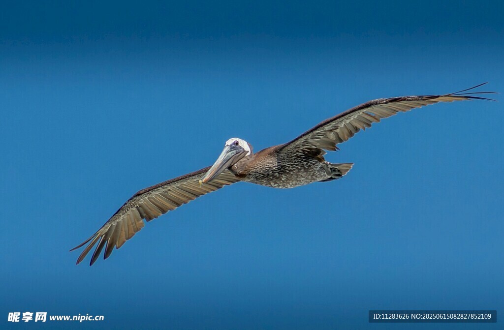 翱翔蓝天的鹈鹕