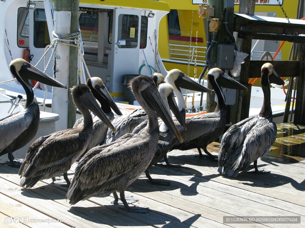 码头聚集的鹈鹕群