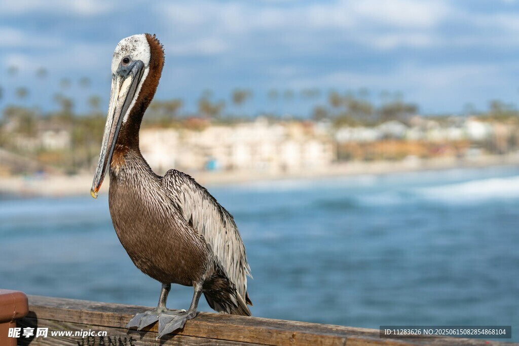 鹈鹕立于海边栏杆