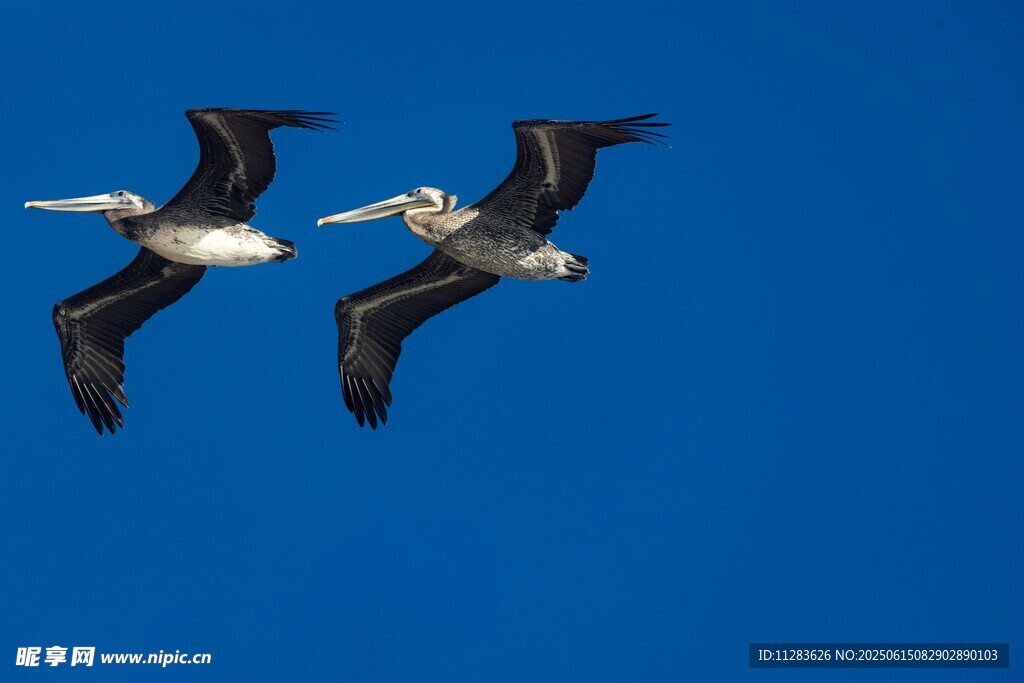 双鹈鹕蓝天翱翔