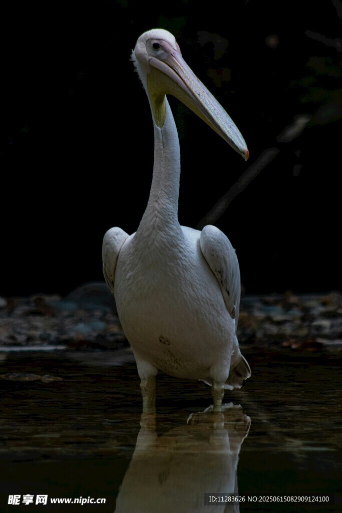水中站立的白色鹈鹕