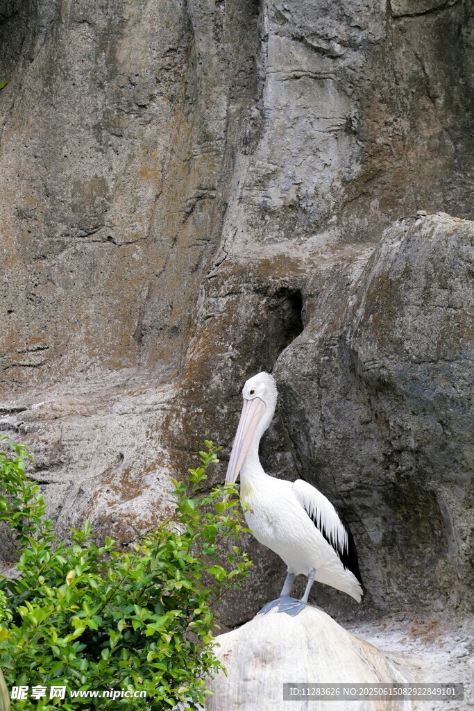 岩石旁的白鹈鹕