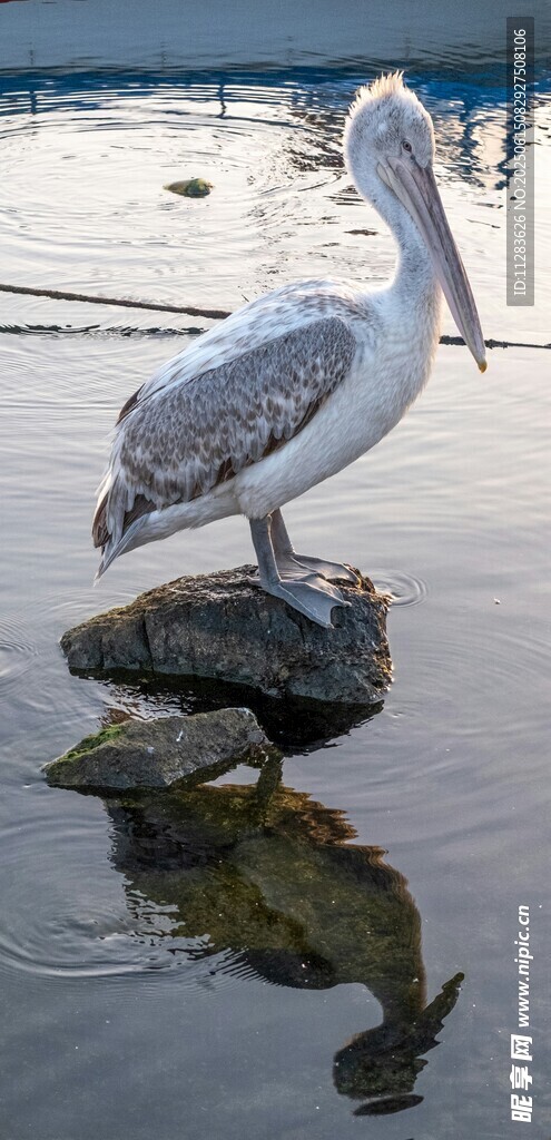 鹈鹕立于水边石块