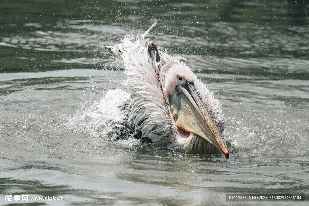 鹈鹕水中捕鱼瞬间