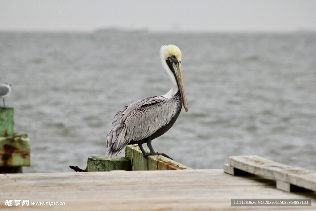 鹈鹕立于码头眺望远方