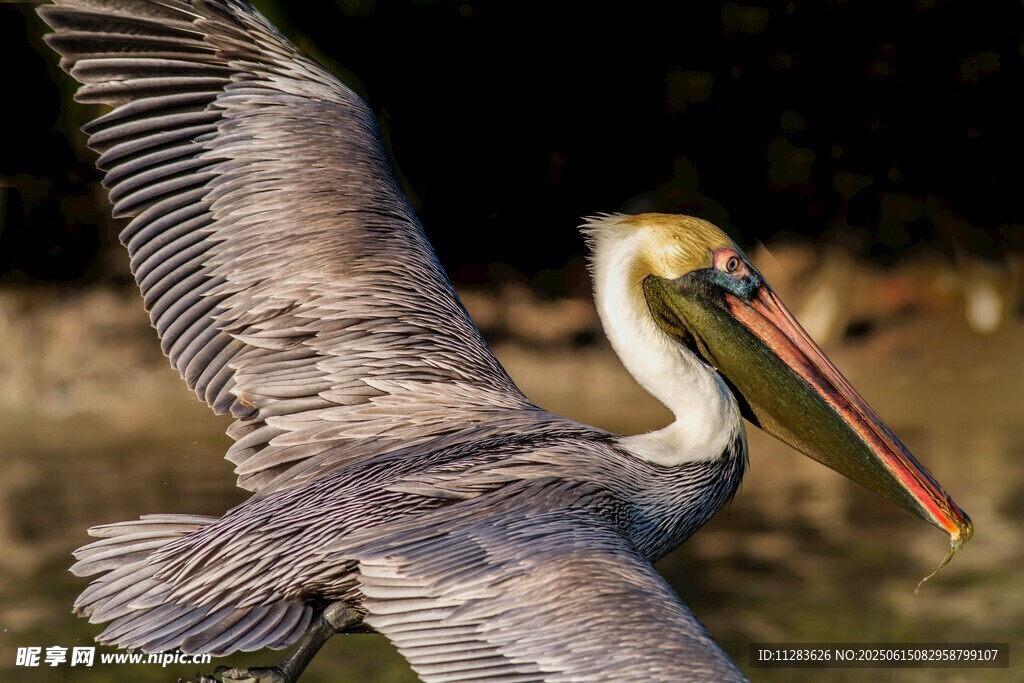 展翅飞翔的鹈鹕