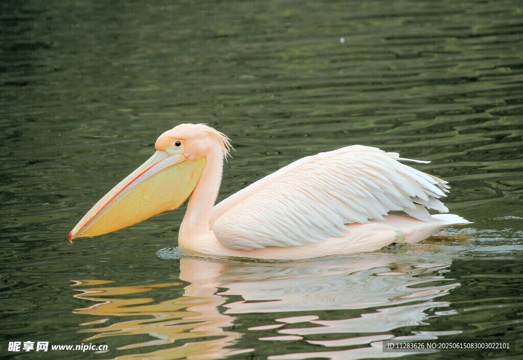 水中畅游的白色鹈鹕