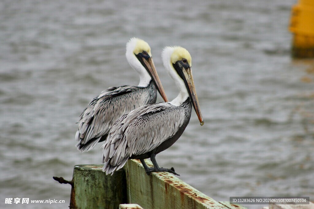 双鹈鹕立于水边木桩