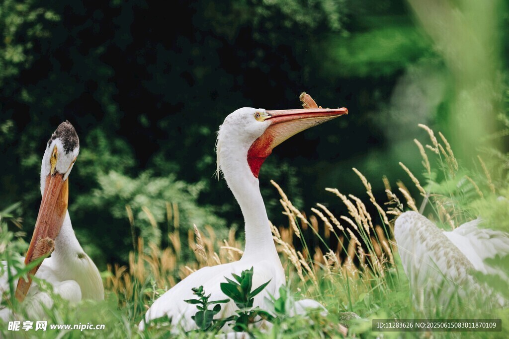 草地上的白鹳与同伴