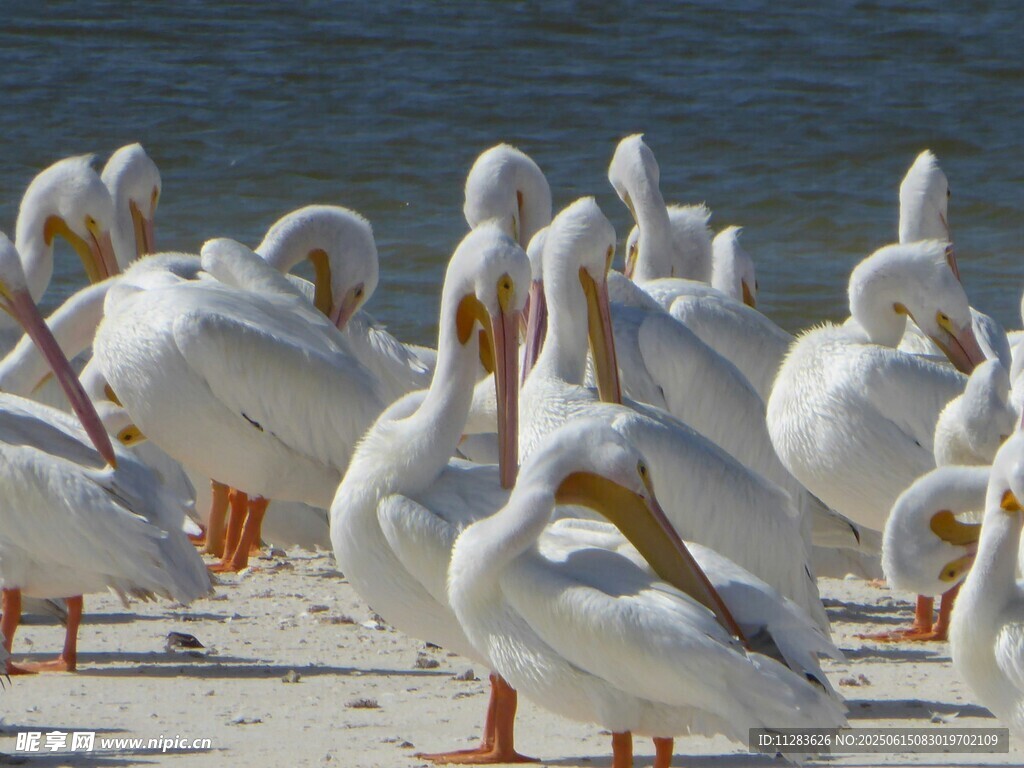 海滩上的白鹈鹕群