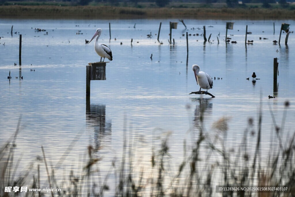 湿地鹈鹕栖息景象