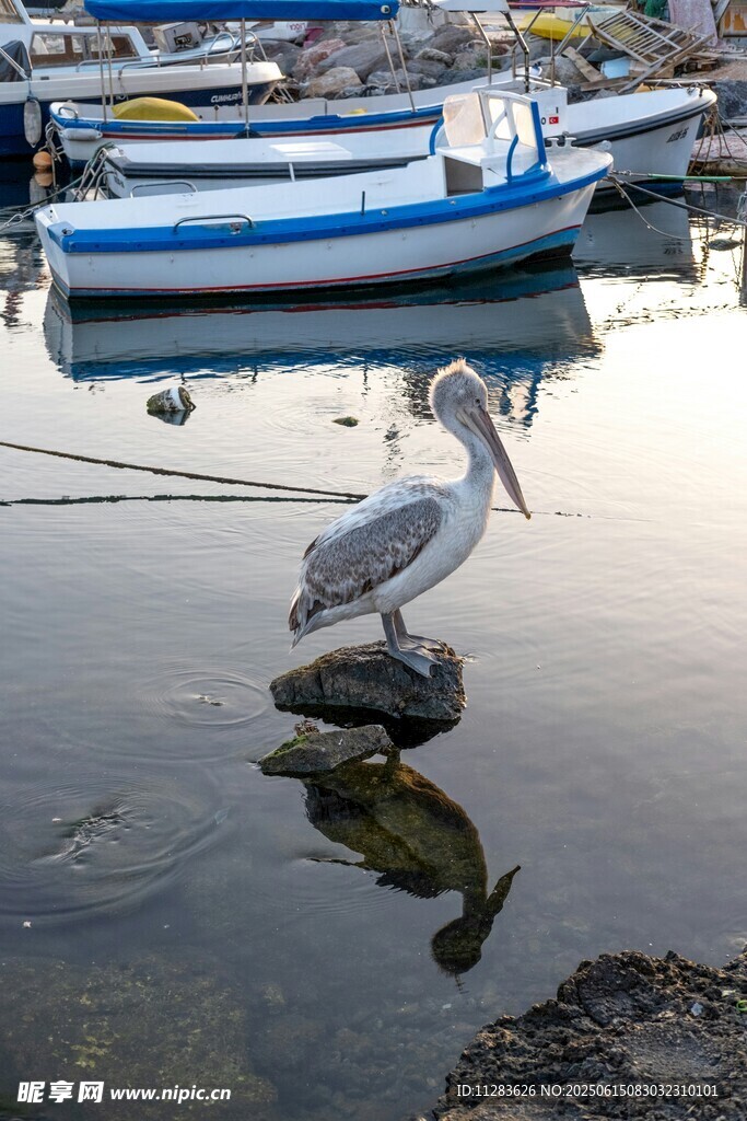 水边鹈鹕与停泊的船只