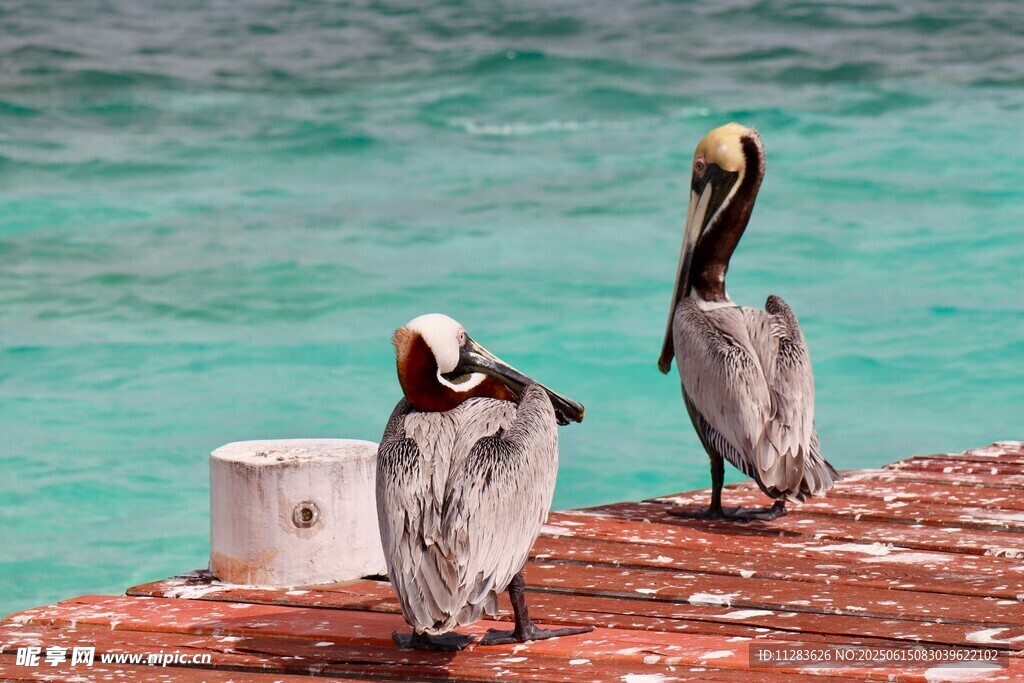 码头边的两只鹈鹕
