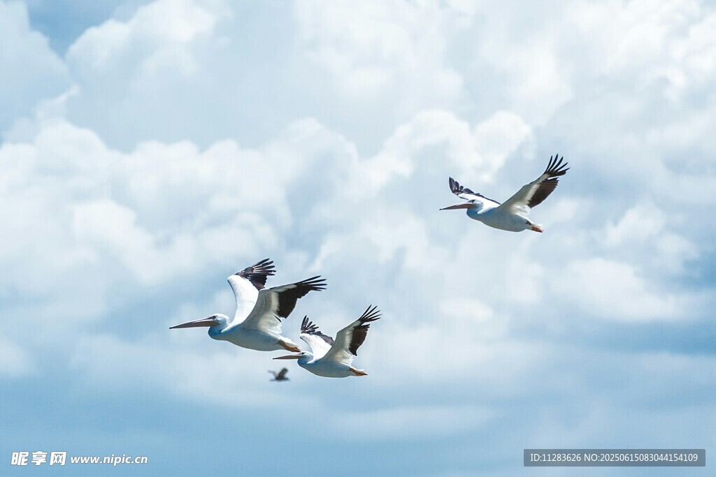 天空中飞翔的优雅白鹤