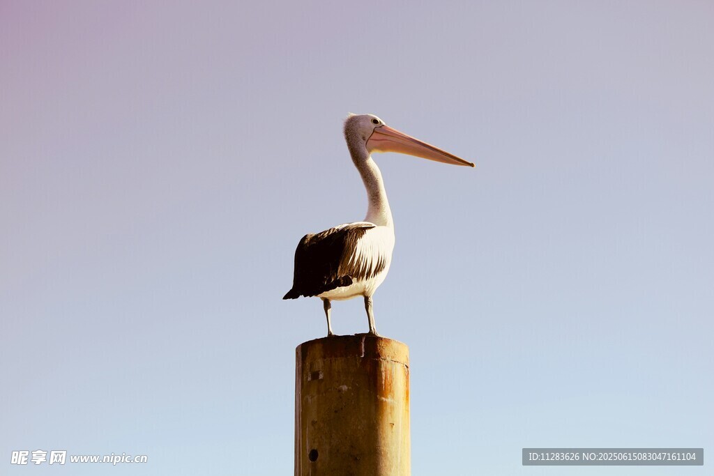 鹈鹕立于木桩上的身影