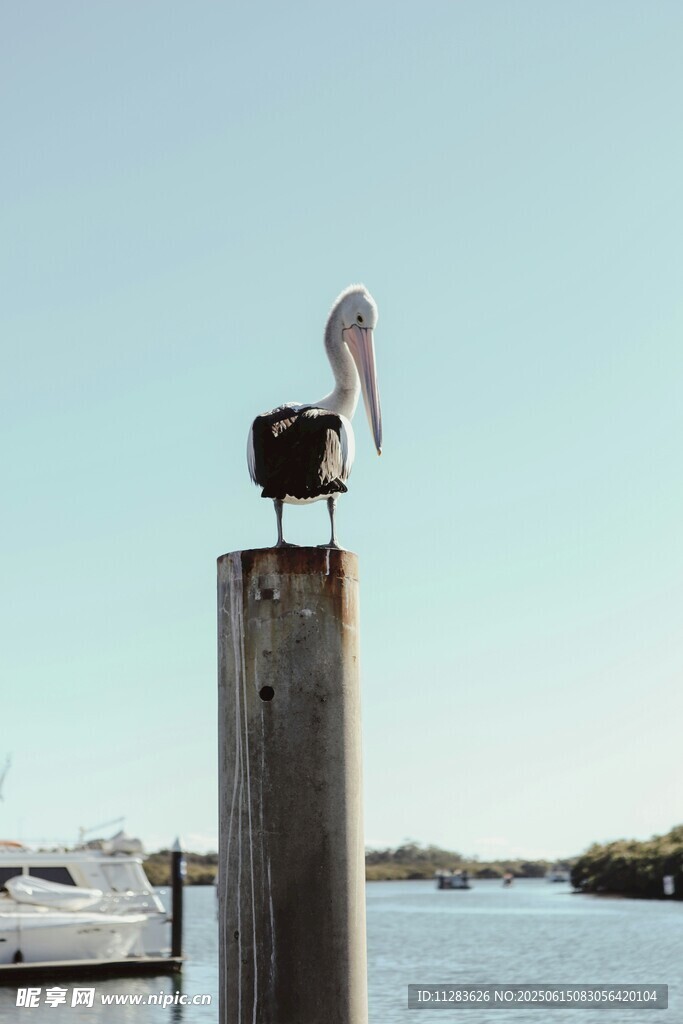 鹈鹕立于码头木桩