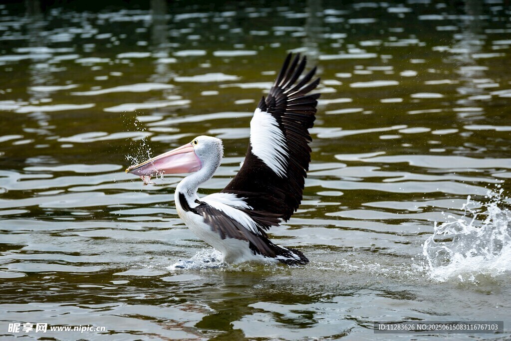鹈鹕水中展翅捕食瞬间
