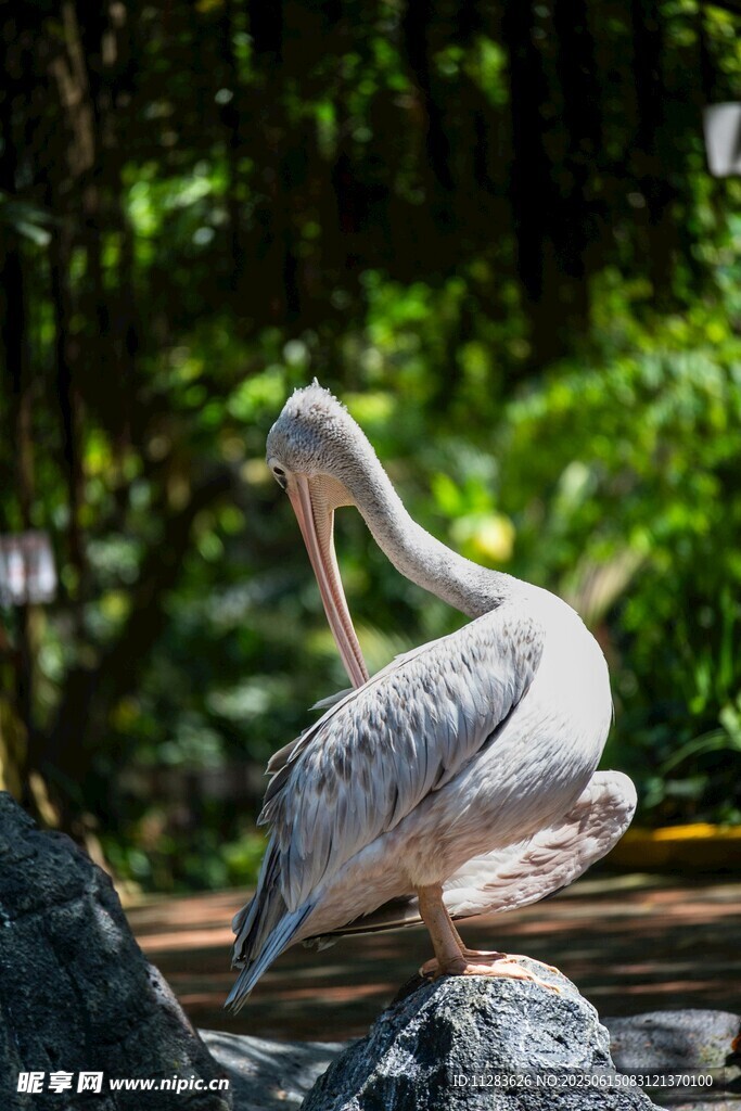鹈鹕栖息于绿意环绕之景