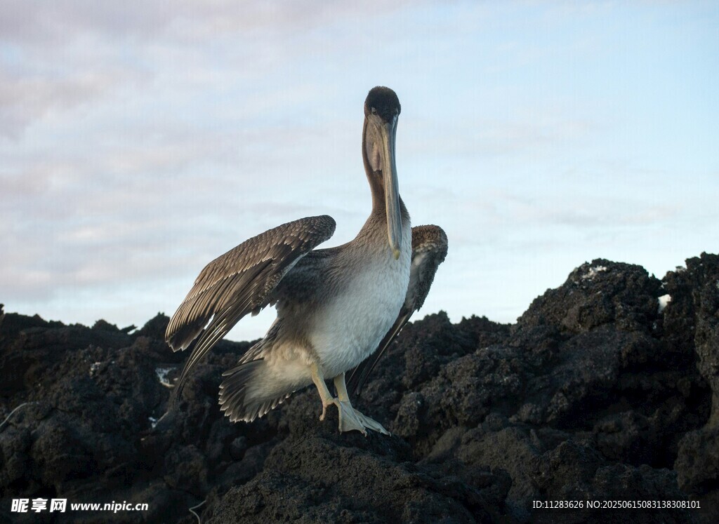 岩石上展翅的鹈鹕