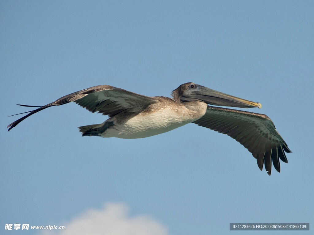 翱翔天际的鹈鹕