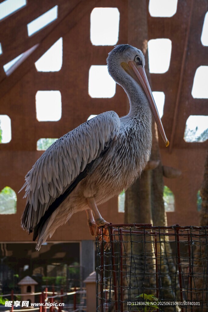 鹈鹕站立于独特建筑旁