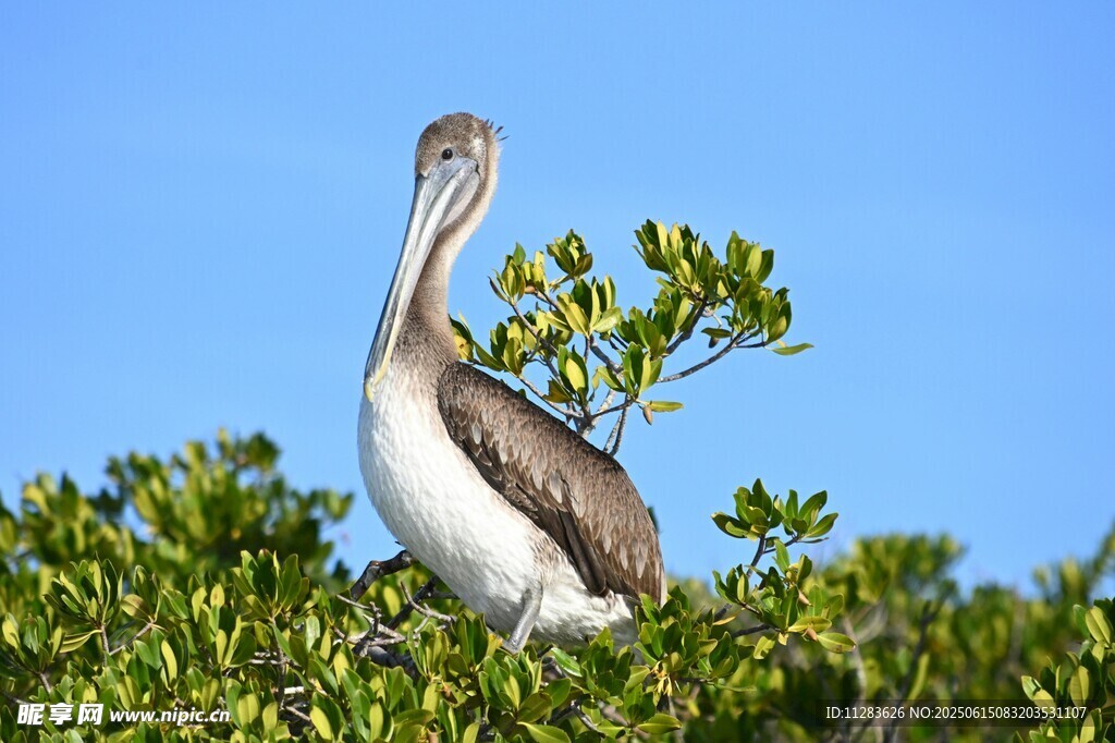 鹈鹕立于绿植上