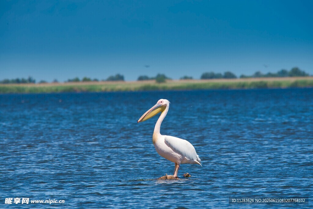 湖畔白鹈鹕独立