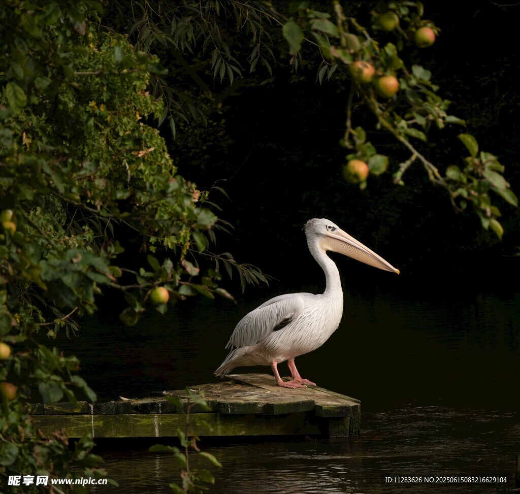 水边栖息的白色鹈鹕