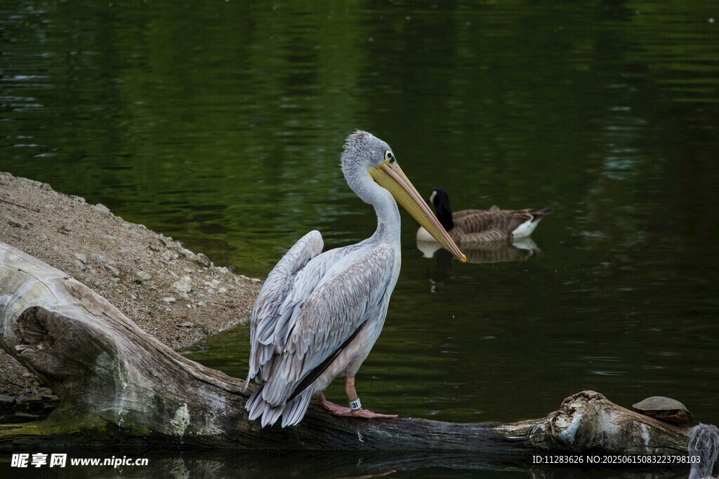 鹈鹕栖息于水边枯木上