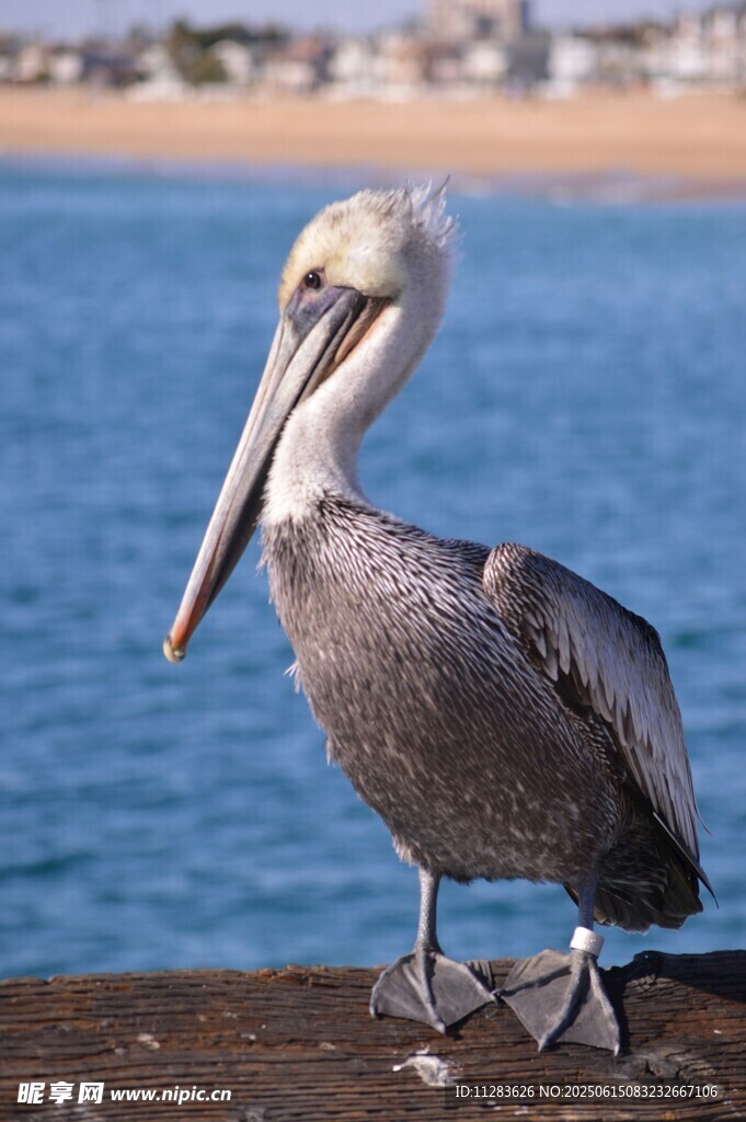 海边鹈鹕站立特写